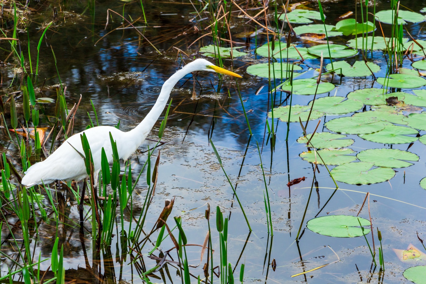 Park Avenue village — Boca Grande
